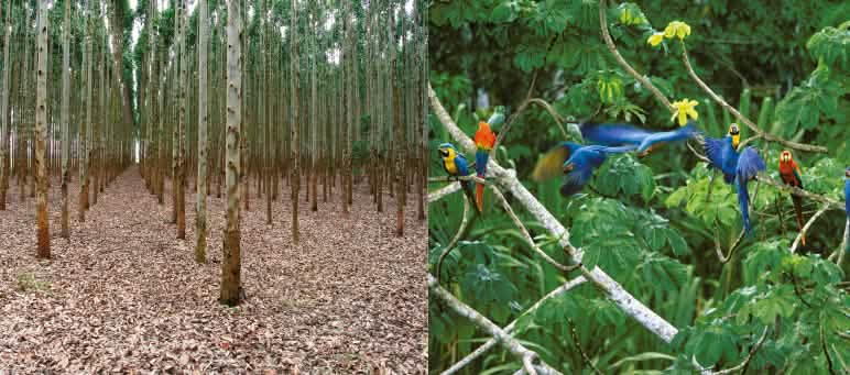 Foto kolase: Hutan Tanaman Industri vs hutan hujan