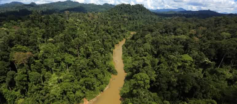 Nampak dari atas sebuah sungai di hutan hujan Kalimantan