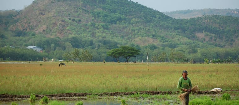 Seorang petani di sawah yang terletak di kaki gunung