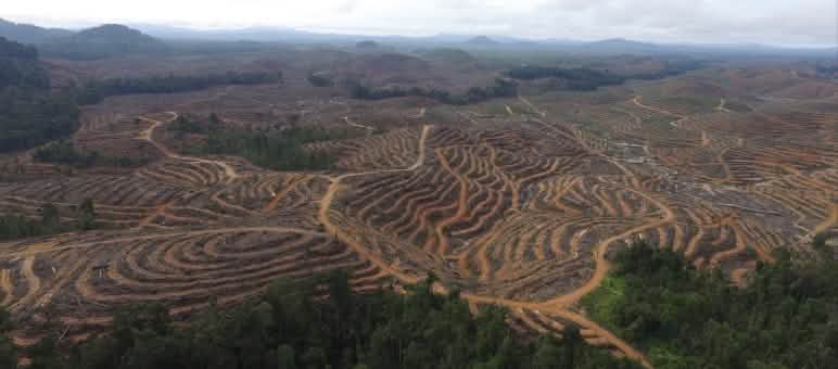 Perampasan ruang hidup Masyarakat Adat kian meluas Hutan dirampas demi sawit