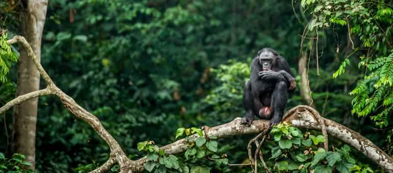 Bonobo dicabang pohon di Kongo