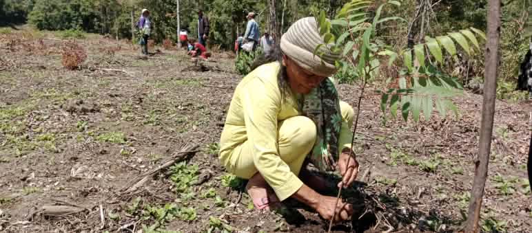 Seorang Ibu menanam pohon jenis Ingul
