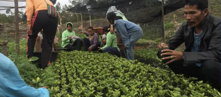 Masyarakat melakukan pembersihan bibit kopi