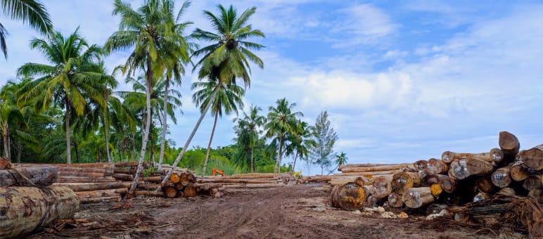 Masyarakat adat Sipora menolak hutan mereka dirusak oleh perusahaan Batang kayu dibawah pohon kelapa