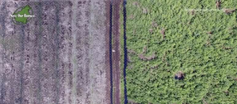 foto drone hutan dan lahan yang dibuka