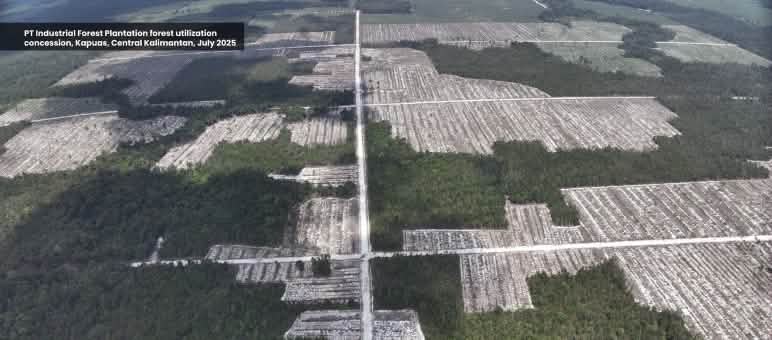 Foto hutan yang sudah ditebang dari kamera drone