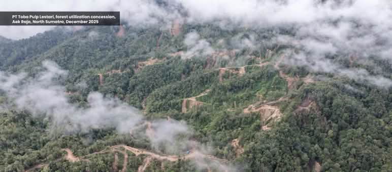Penebangan pohon di hutan pegunungan