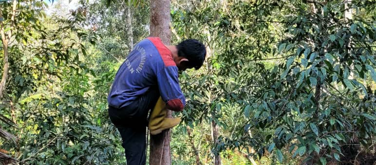 Hutan Kemenyan hilang untuk Food Estate - kedaulatan pangan hilang untuk agroindustri Pohon Kemenyan