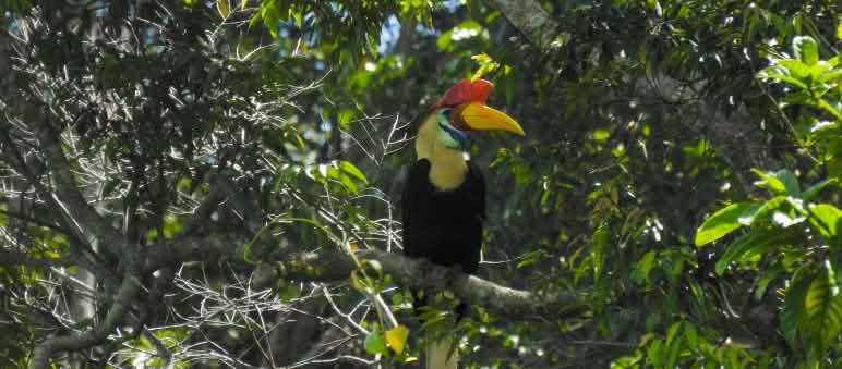 Burung rangkong Sulawesi di pohon