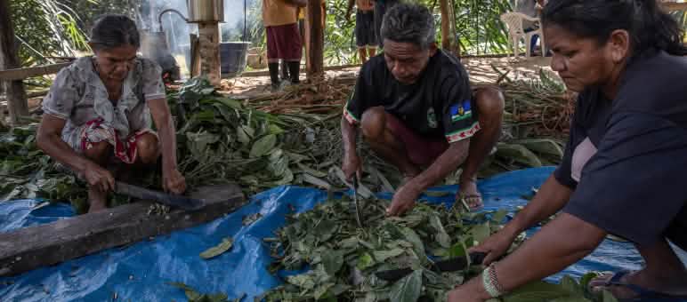 Tiga warga mengolah bahan-bahan tumbuhan yang berserak di atas. Di latar belakang berdiri dua laki-laki di samping alat distilasi uap