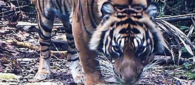 Gambar harimau perangkap kamera