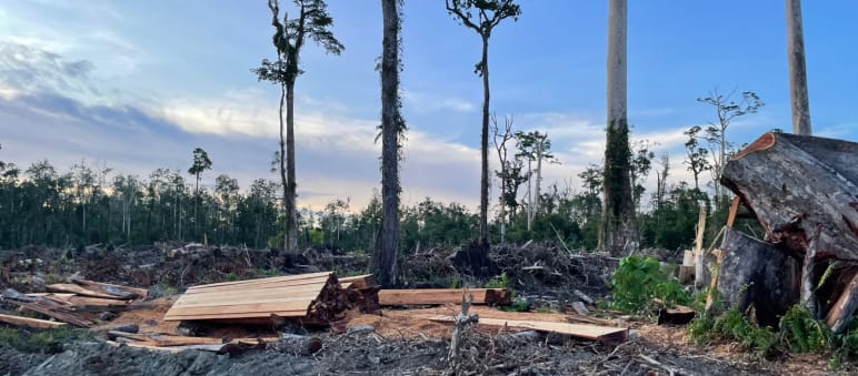 potongan kayu di kawasan gambut dan lima pohon tanpa daun