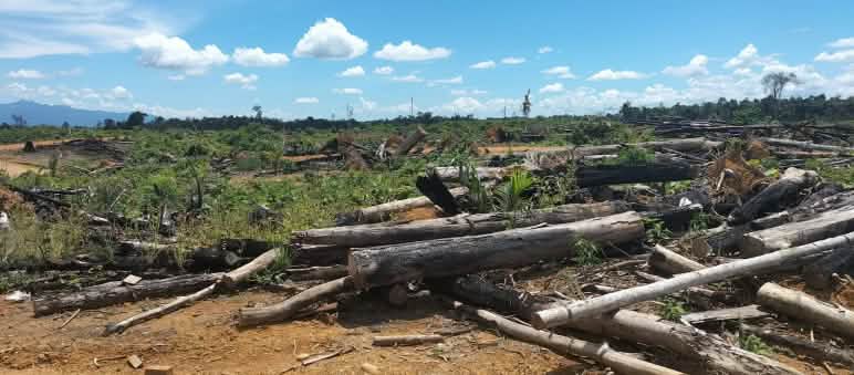 Pembukaan lahan dengan batang pohon