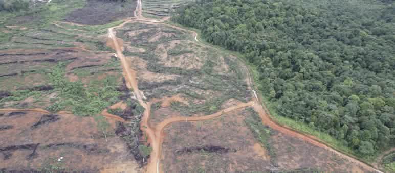 foto drone pembukaan hutan rawa