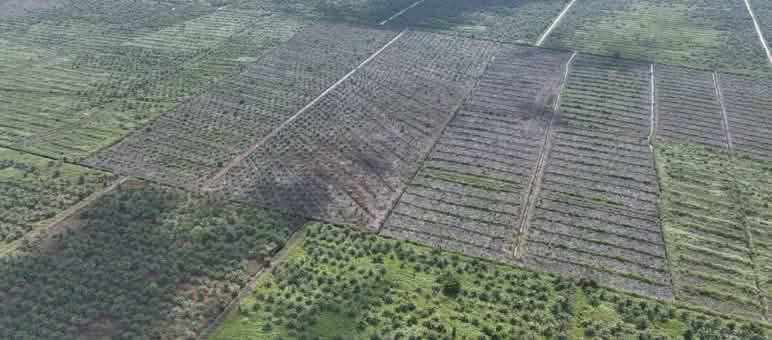 8.000 hektar konsesi HGU kelapa sawit berada dalam kawasan lindung gambut Tripa foto drone HGU baru
