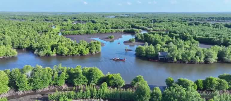 Hutan mangrove dilihat dari atas