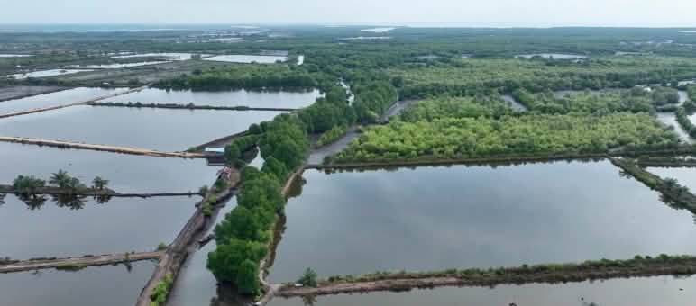 Tambak ikan di bekas hutan mangrove