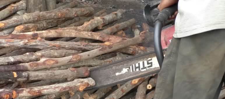 Gergaji mesin merek Stihl memotong akar pohon mangrove