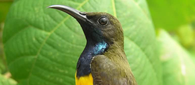 Burung matahari Wakatobi