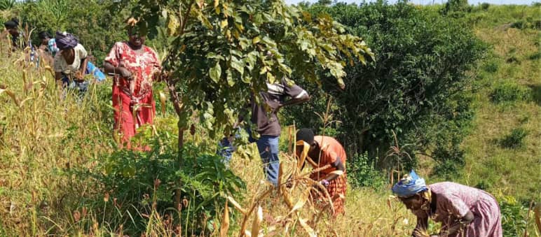 AFRICE dari Uganda Barat mendukung sistim penanaman tradisional yang melestarikan alam dan biodiversitas. Organisasi ini mengkritik pemerintah yang hanya mementingkan pertanian industri tanpa mencari alternativ. Para perempuan pada saat panen di Buliisa