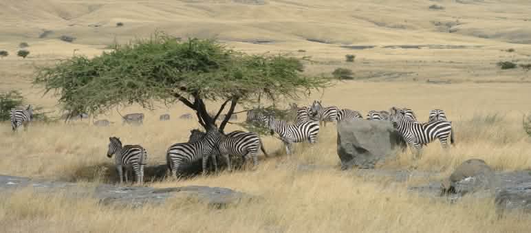 Sekawanan zebra di bawah pohon yang dikelilingi padang rumput berwarna kuning