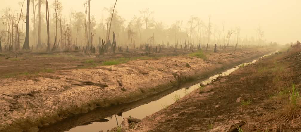 Hutan gambut di Kalimantan Tengah dibuka untuk PLG