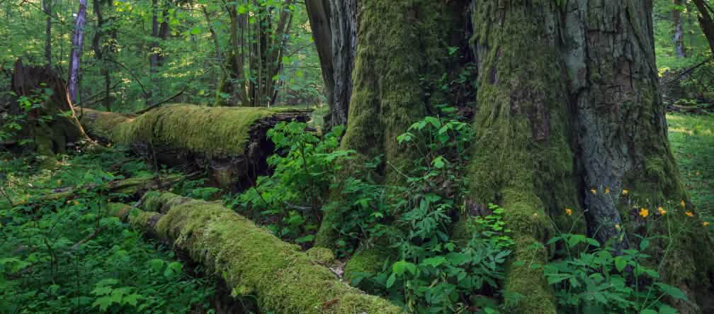 sebuah pohon besar, pohon-pohon yang tumbang dan membusuk di hutan Bialowieza-Polandia
