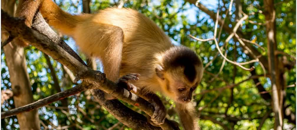 Seekor monyet capuchin kaapori sedang memanjat batang pohon