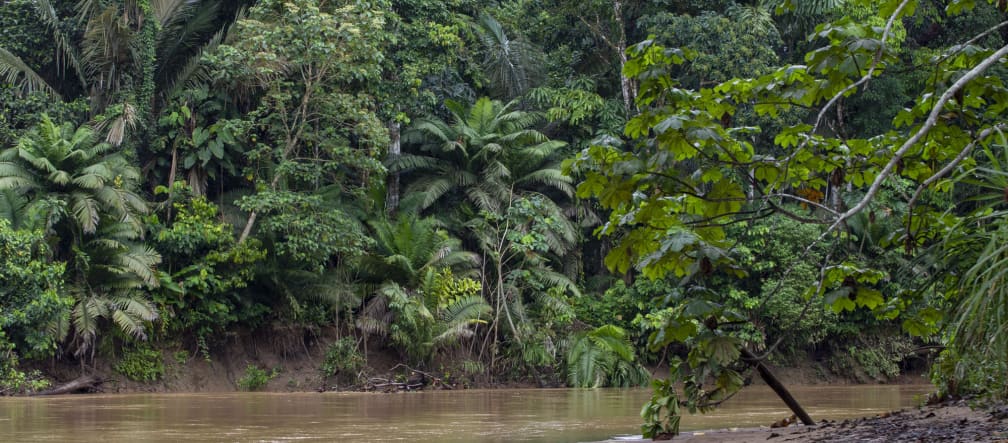 Aliran sungai di hutan hujan di Taman Nasional Yasuní