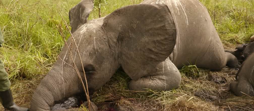Gajah-gajah di Afrika: kelompok kriminal melakukan perburuan yang selama ini belum pernah terjadi (Foto: Nuria Ortega/African Parks Network)