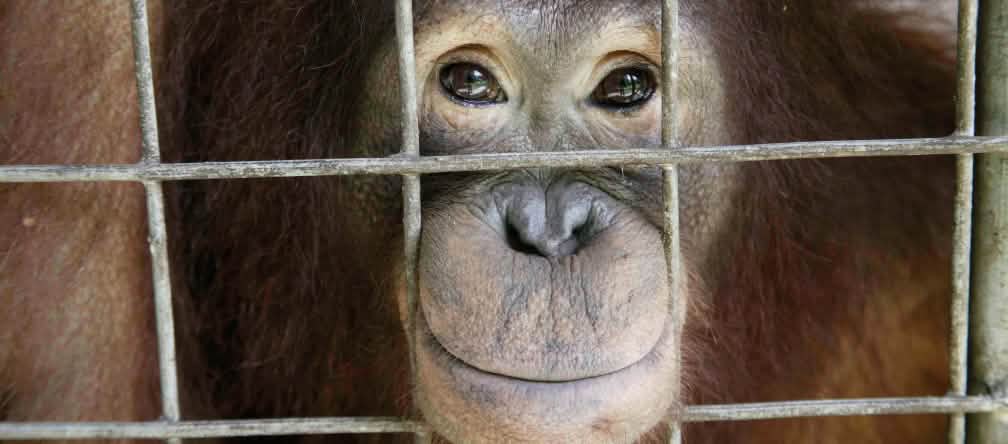 Orang utan menatap keluar dari kandangnya