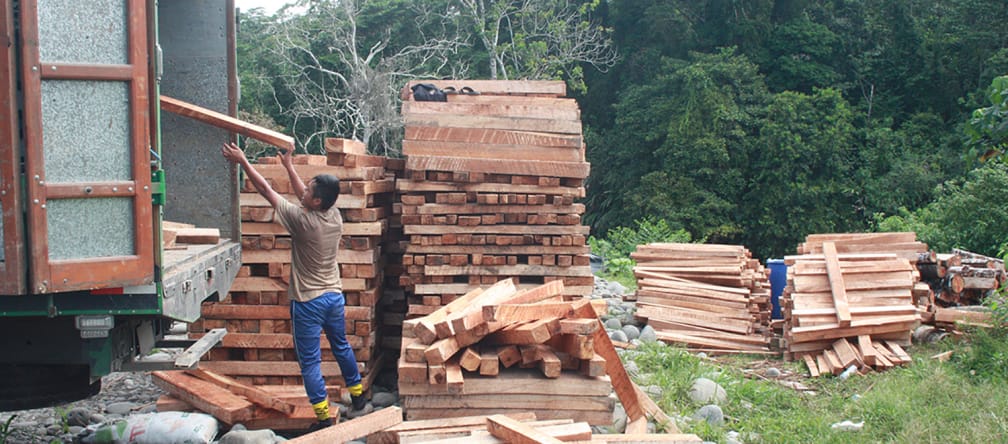 Kayu balsa diangkut ke truk