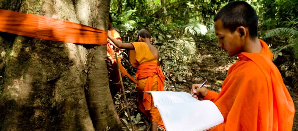 Para biksu juga berupaya sekuat tenaga melindungi pohon rimba di lembah Areng. Foto: Mother Nature Biksu di Kamboja di lembah Arena sedang menandai pohon-pohon besar