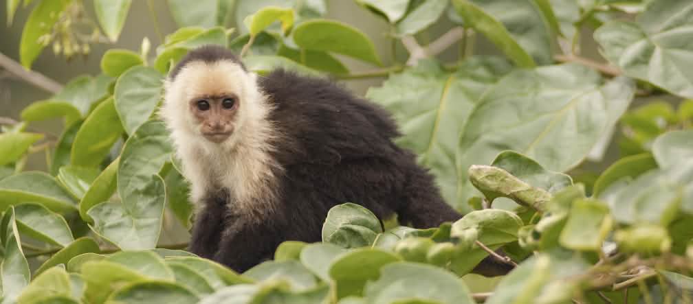 Kera Capuchin (Cebus capucinus) duduk di pohon
