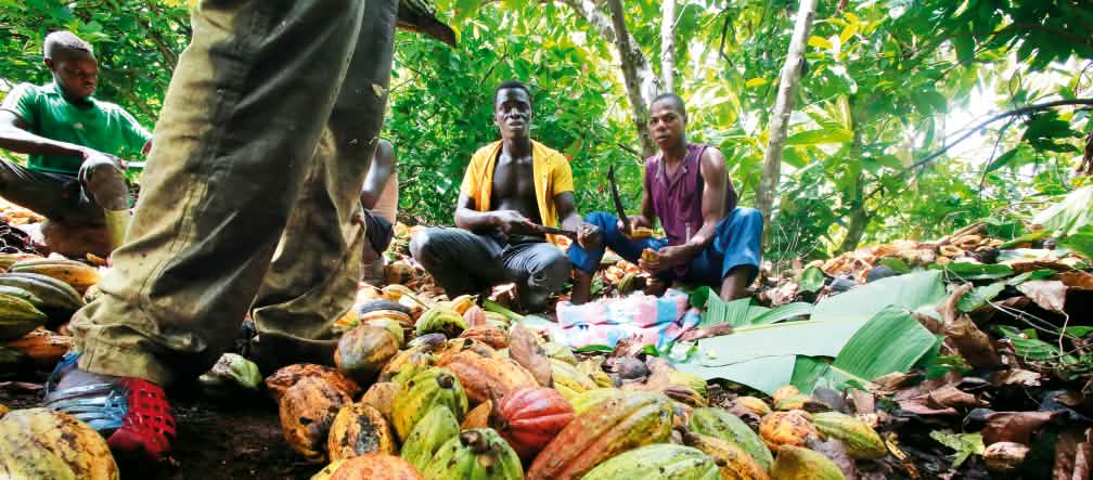 buah-buah kakao buruh-buruh di perkebunan kakao