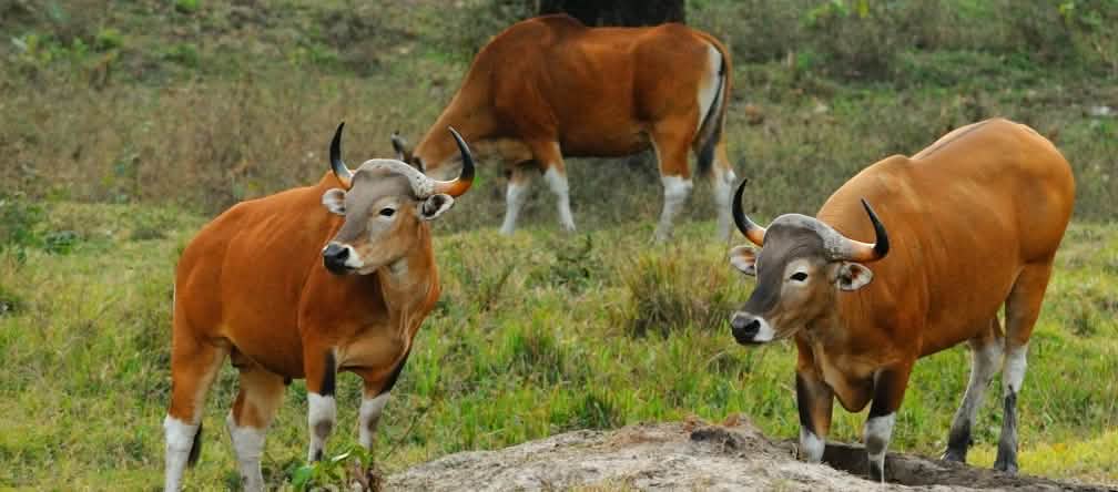 Banteng birma