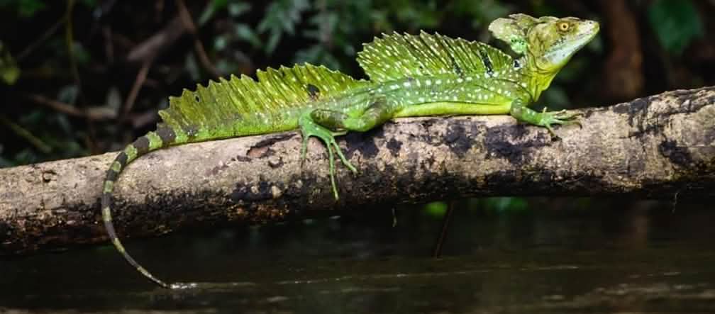 Iguana in cagar biosfer Indio Maiz di Nicaragua