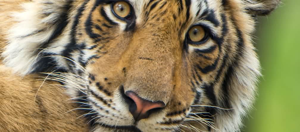 Harimau benggala yang gagah: Unesco juga memperingatkan akan rusaknya habitat mereka.