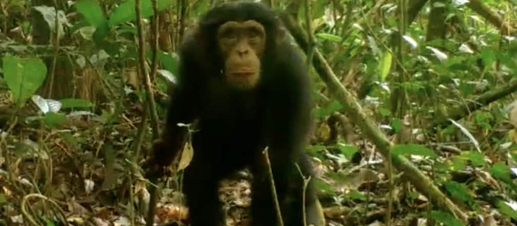 Simpanse di Taman Nasional Grebo Krahn, Liberia