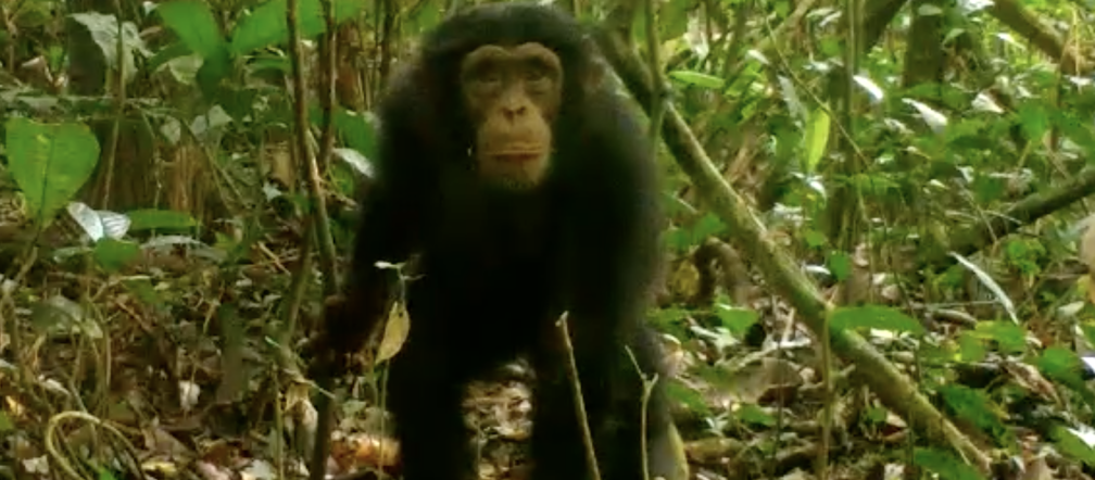 Simpanse di Taman Nasional Grebo Krahn, Liberia