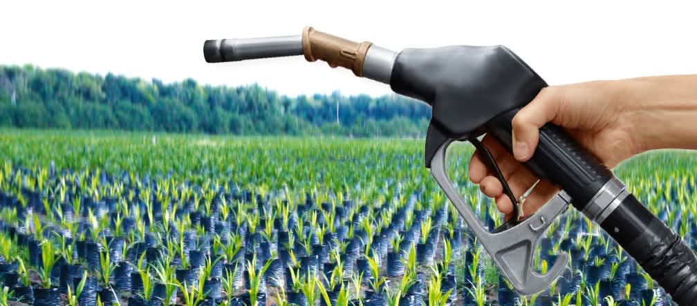 Montase foto: Di latar depan sebuah foto dengan ribuan bibit kelapa sawit di hutan hujan berdiri sebuah kran pom bensin