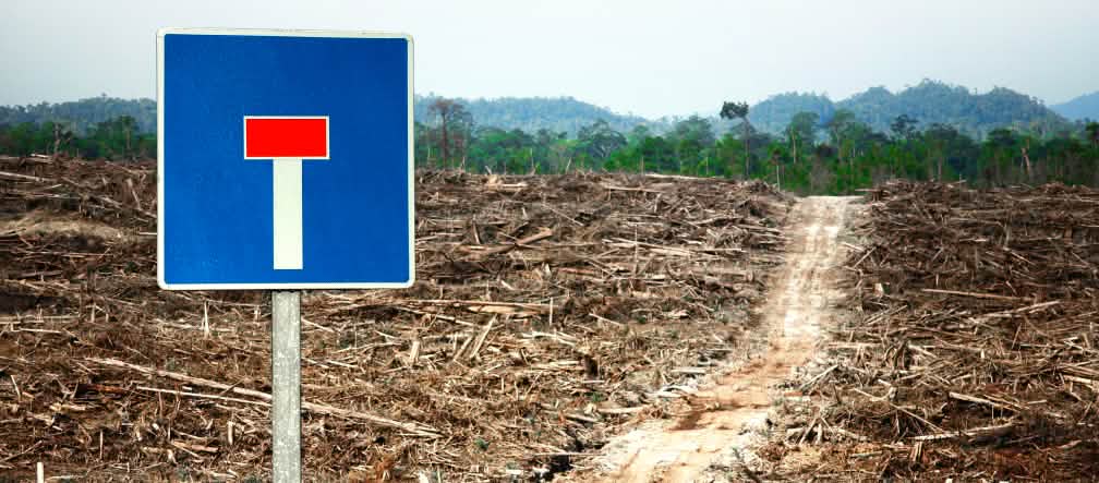 Montase foto: Di depan areal penebangan di hutan hujan terpancang sebuah rambu lalu lintas jalan buntu