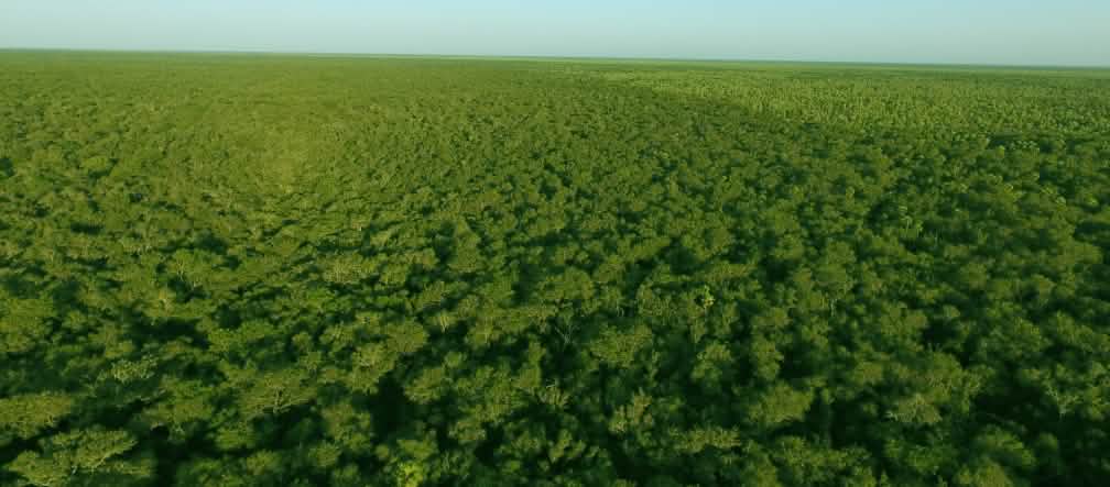 Foto dari udara hutan rimba Chaco di Paraguay