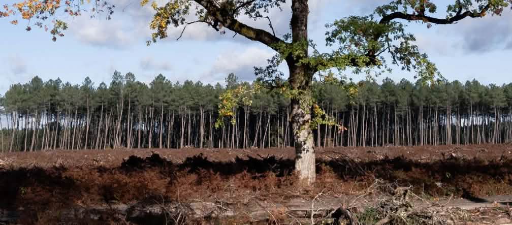 Satu-satunya pohon ek yang masih berdiri di hutan yang telah ditebang, dengan latar belakang sebuah monokultur pinus