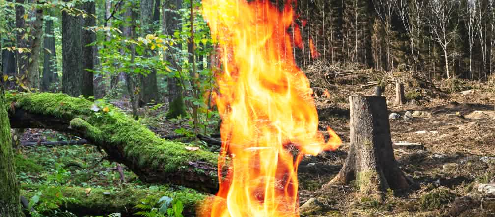 Membakar masal pohon dan hutan di pembangkit listrik bukanlah klima netral dan ramah lingkungan kolase bioenergi