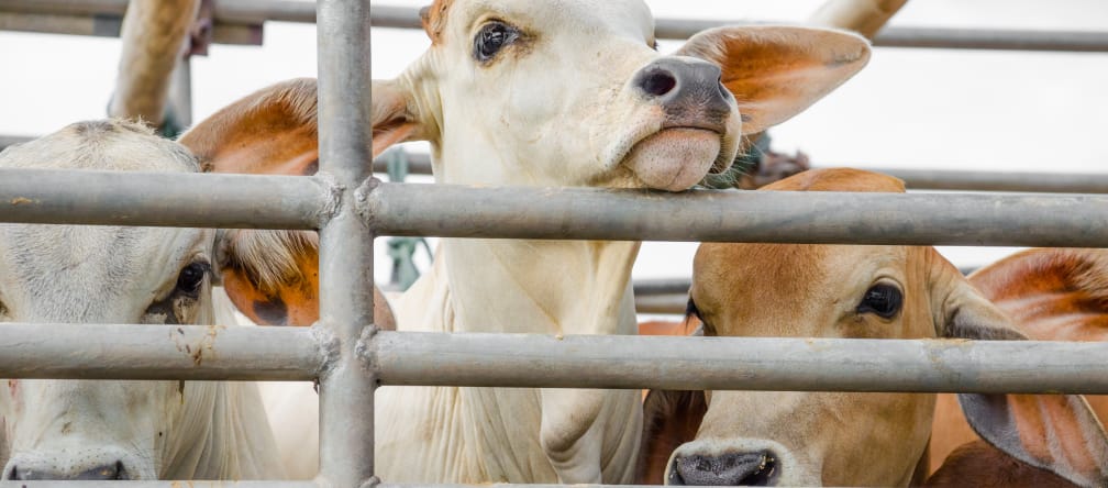 Sapi di atas truk