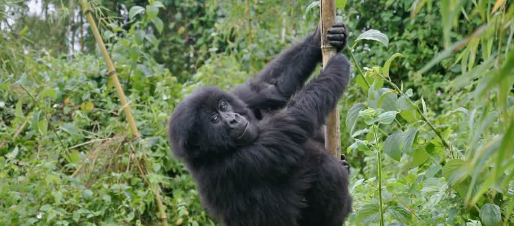 Gorila gunung Afrika hanya hidup di hutan hujan yang benar-benar dilindungi