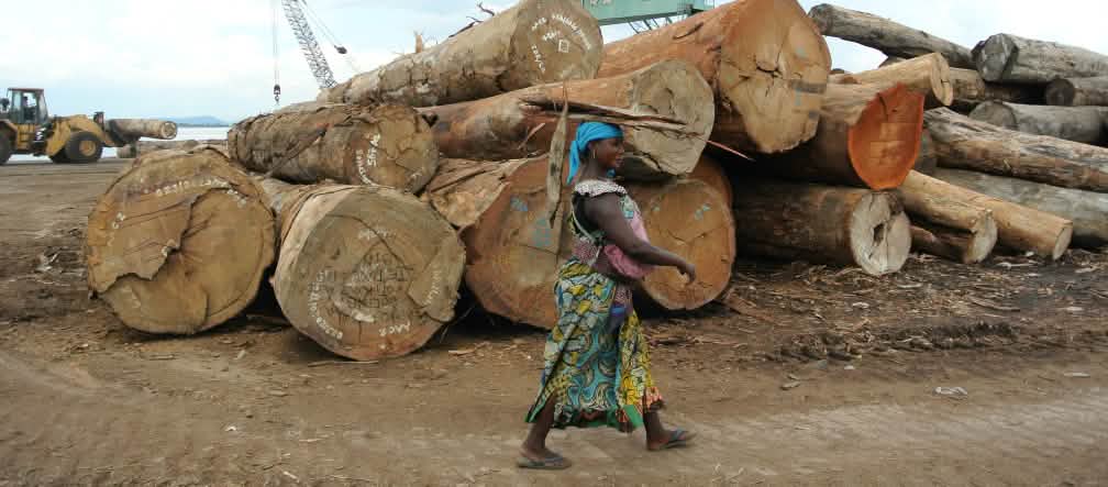 Tumpukan batang pohon di Kinshasa