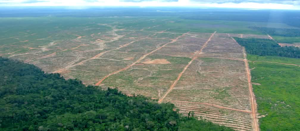 Hutan hujan Ucayali (Peru) yang ditebang Ocho Sur-Groups menjadi perkebunan sawit Foto udara mengambarkan pengrusakan hutan di Peru