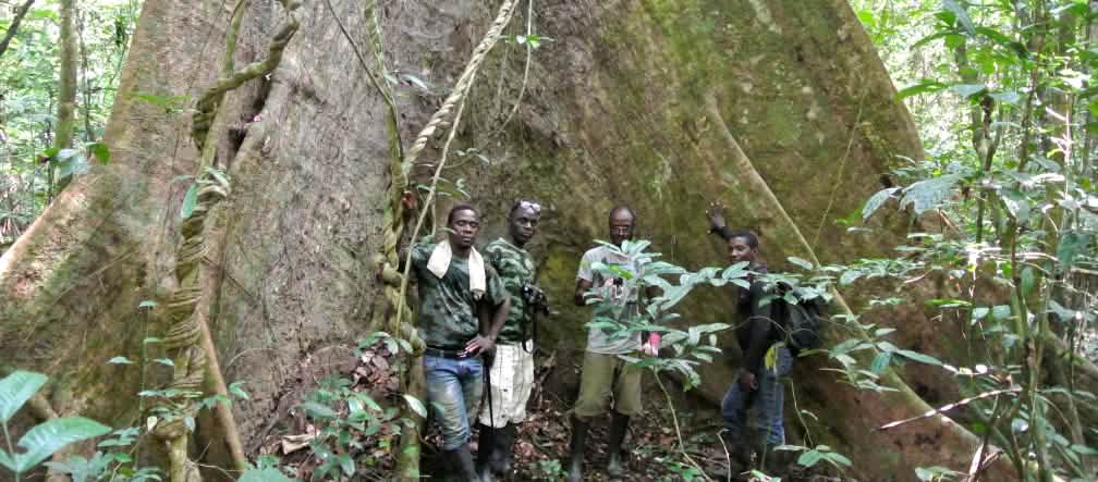 Karyawan Wild Chimpanzee Foundation (WCF) dan Ecoguards berdiri di depan pohon raksasa di Taman Nasional Sapo, Liberia.